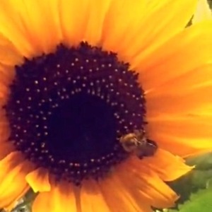 IMG_3167Sunflower and bee